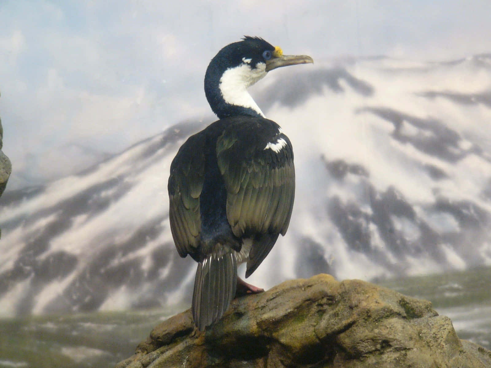 Imperial Shag Mountain Backdrop Wallpaper