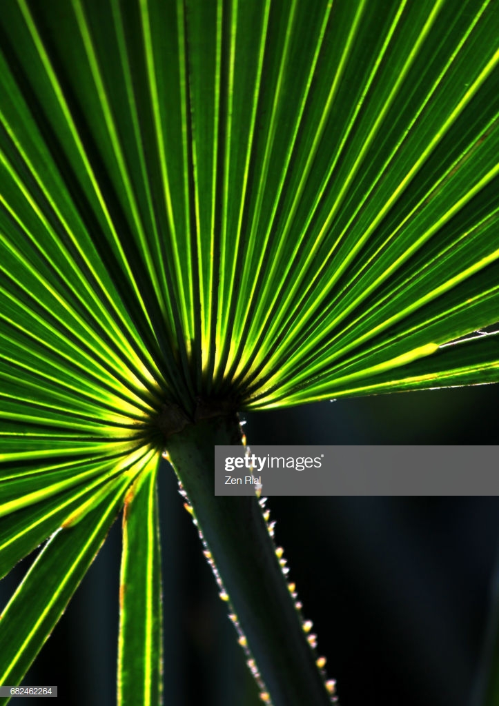 Saw Palmetto Palm Leaf On Black Background Stock Photo Getty Image