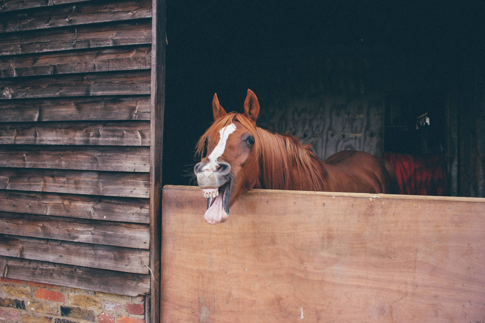 Horse Face Wallpaper
