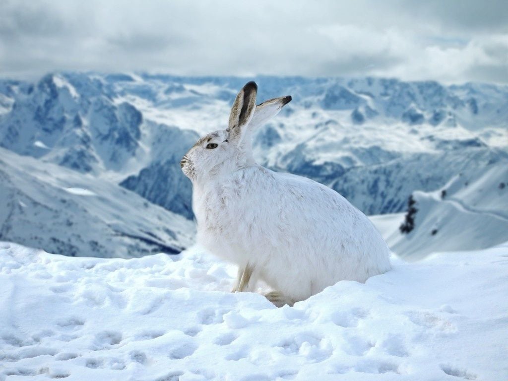 Bunny rabbit animal winter outdoor wallpaper Ausgestopftes
