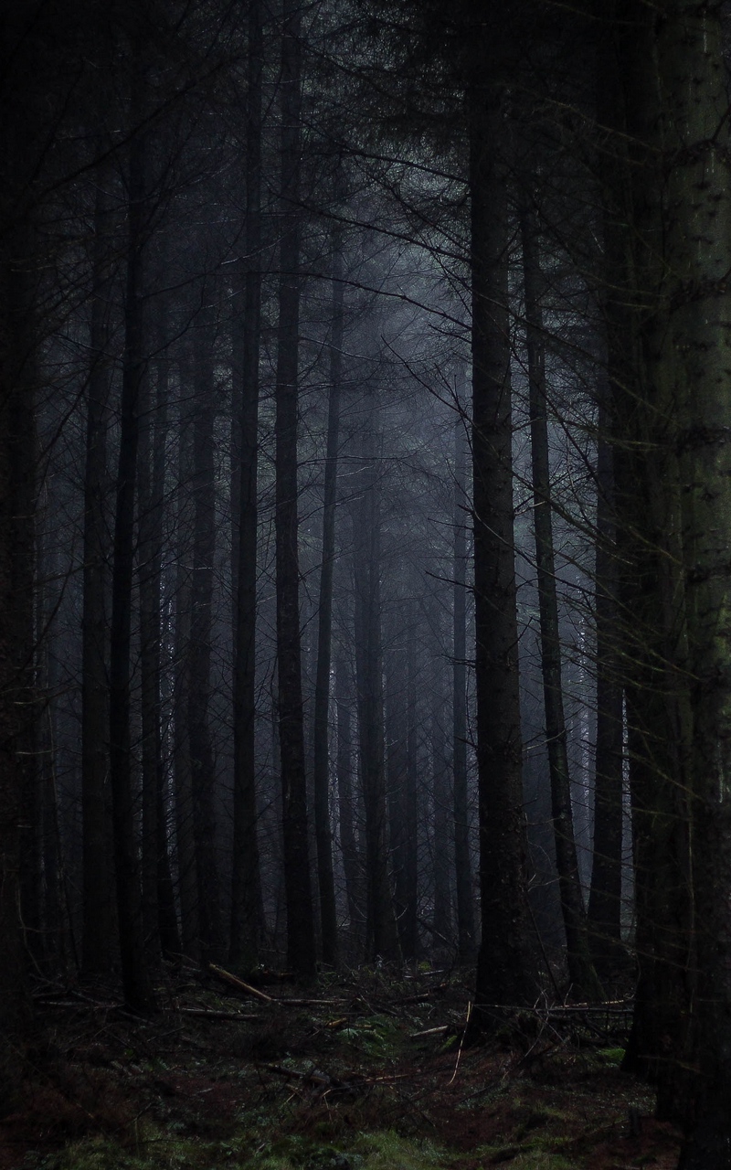 Wallpaper Forest Fog Dark Trees Gloomy