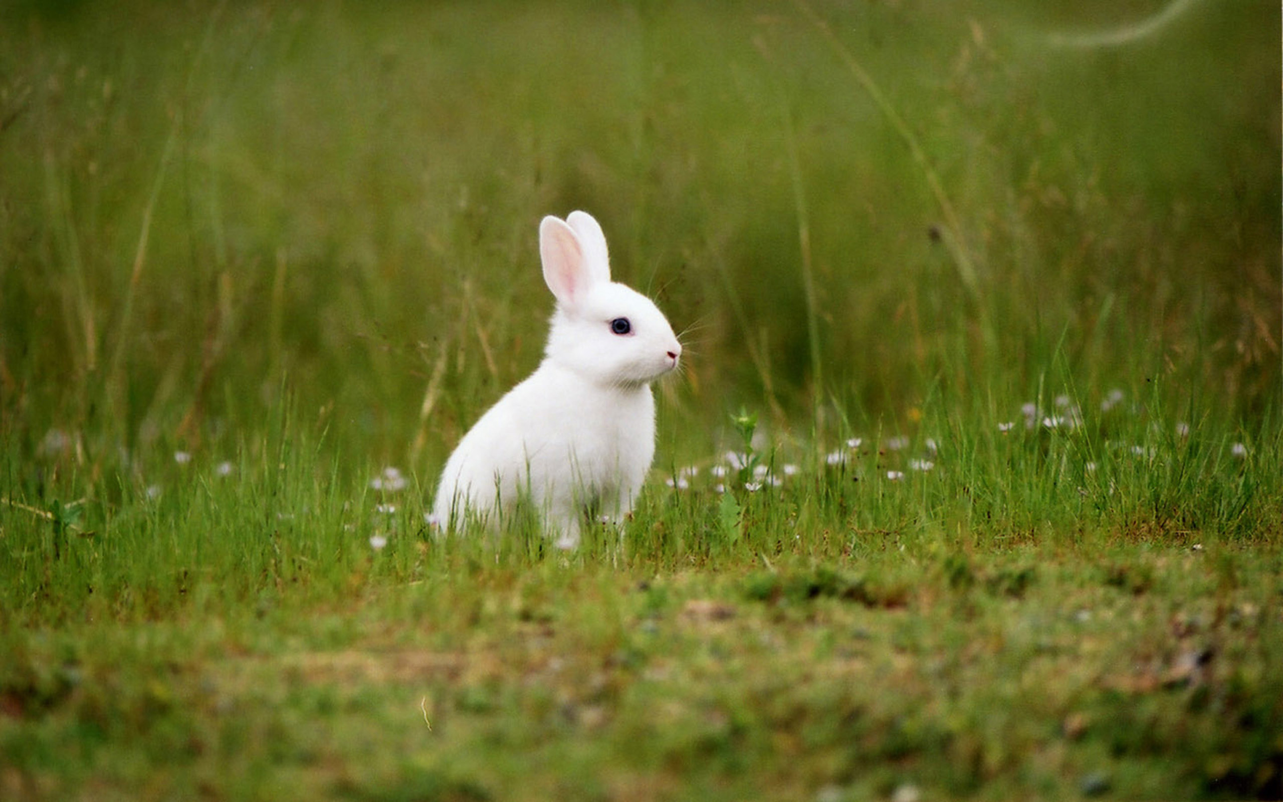 White Rabbit Wallpaper