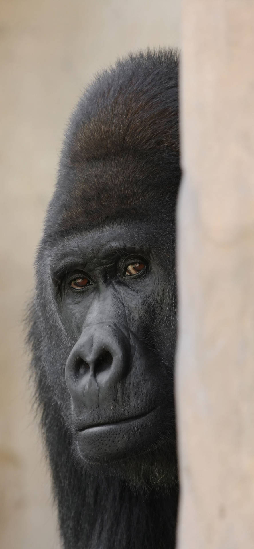 Sneaking Gorilla iPhone 5b3qbkhblwfzx2c8 Wallpaper