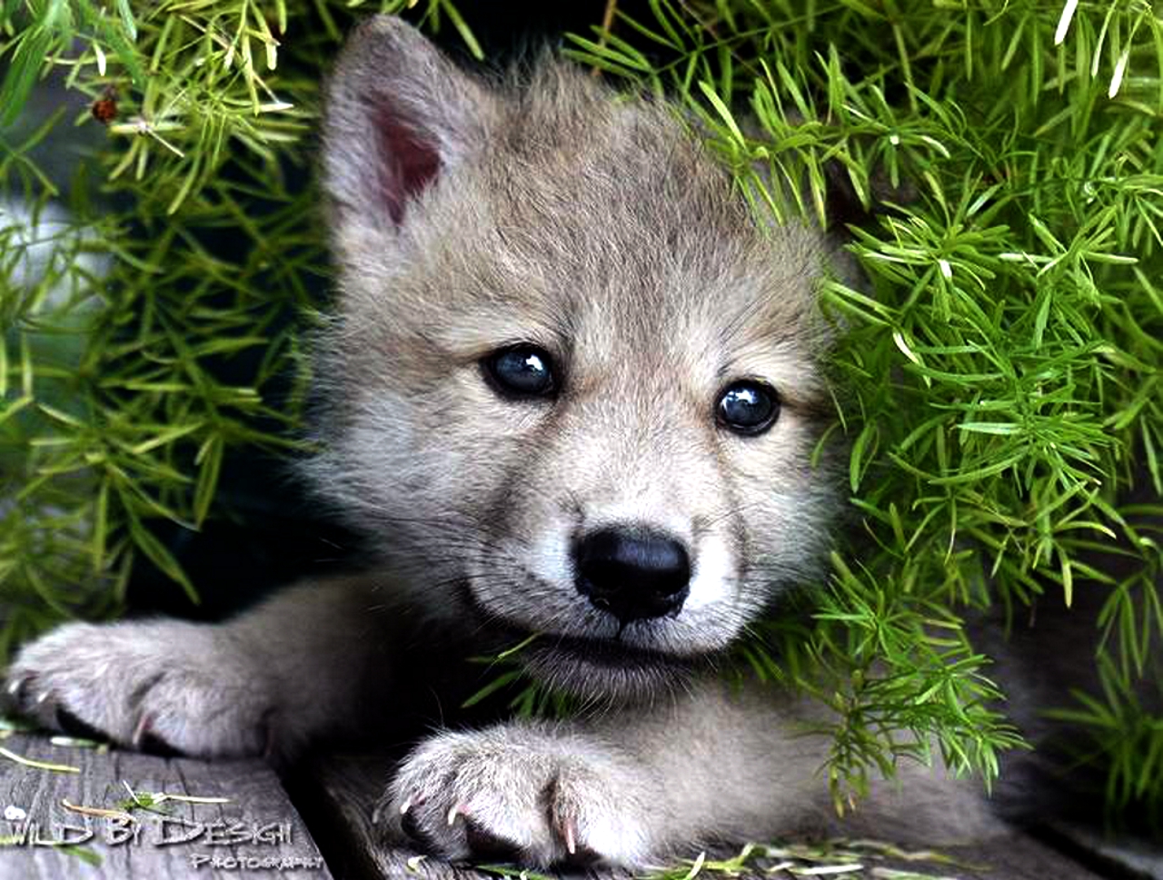 [47+] Cute Baby Wolf Wallpaper on WallpaperSafari Cute Baby Arctic Wolf