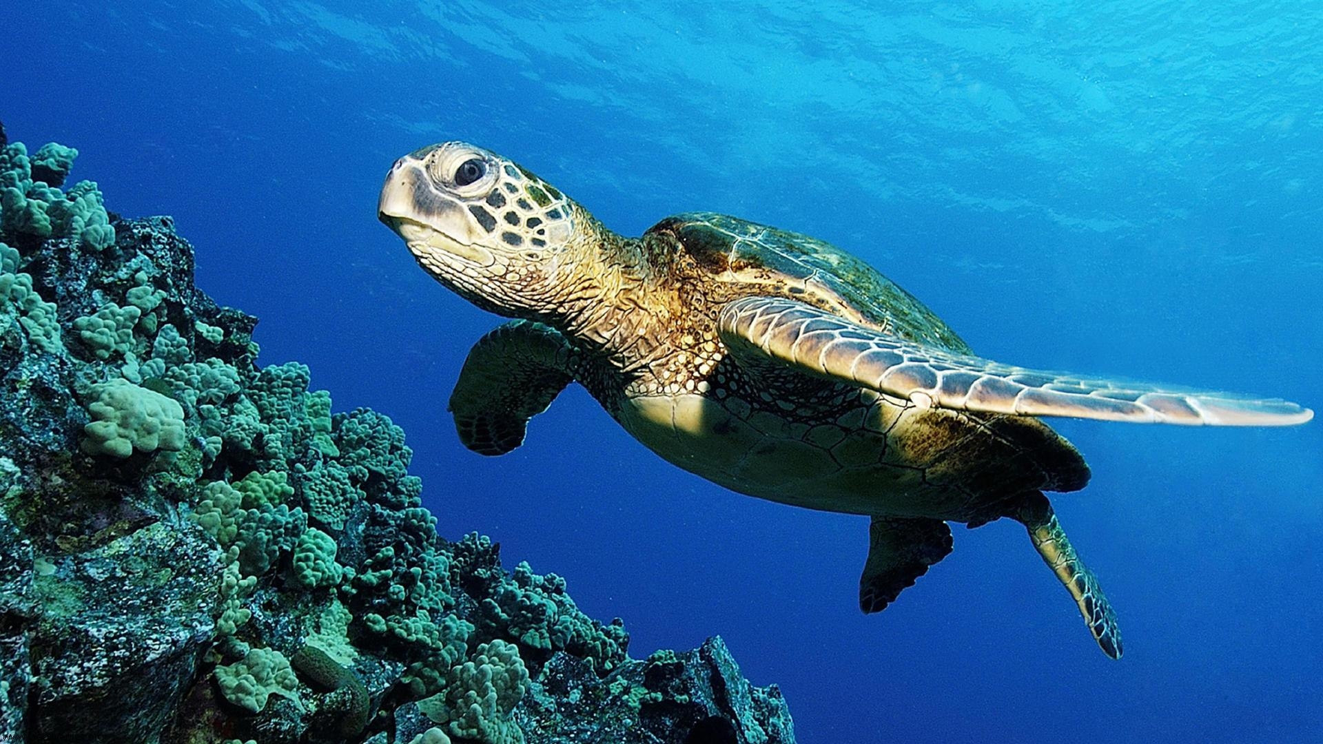 Green Sea Turtle HD Wallpaper Creative Pics