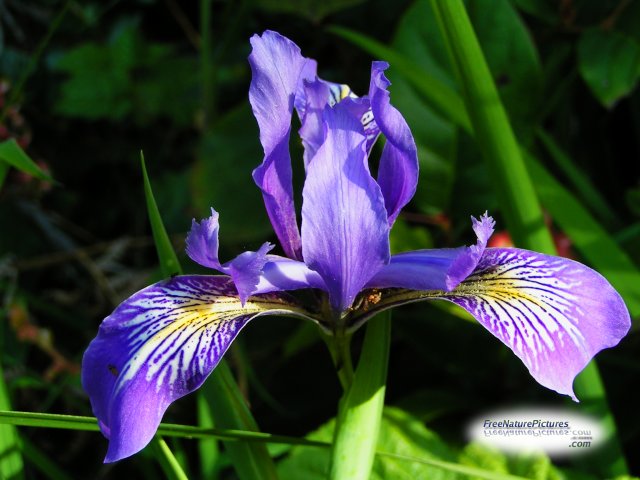 Iris Wallpaper Group Picture Image By Tag Keywordpictures