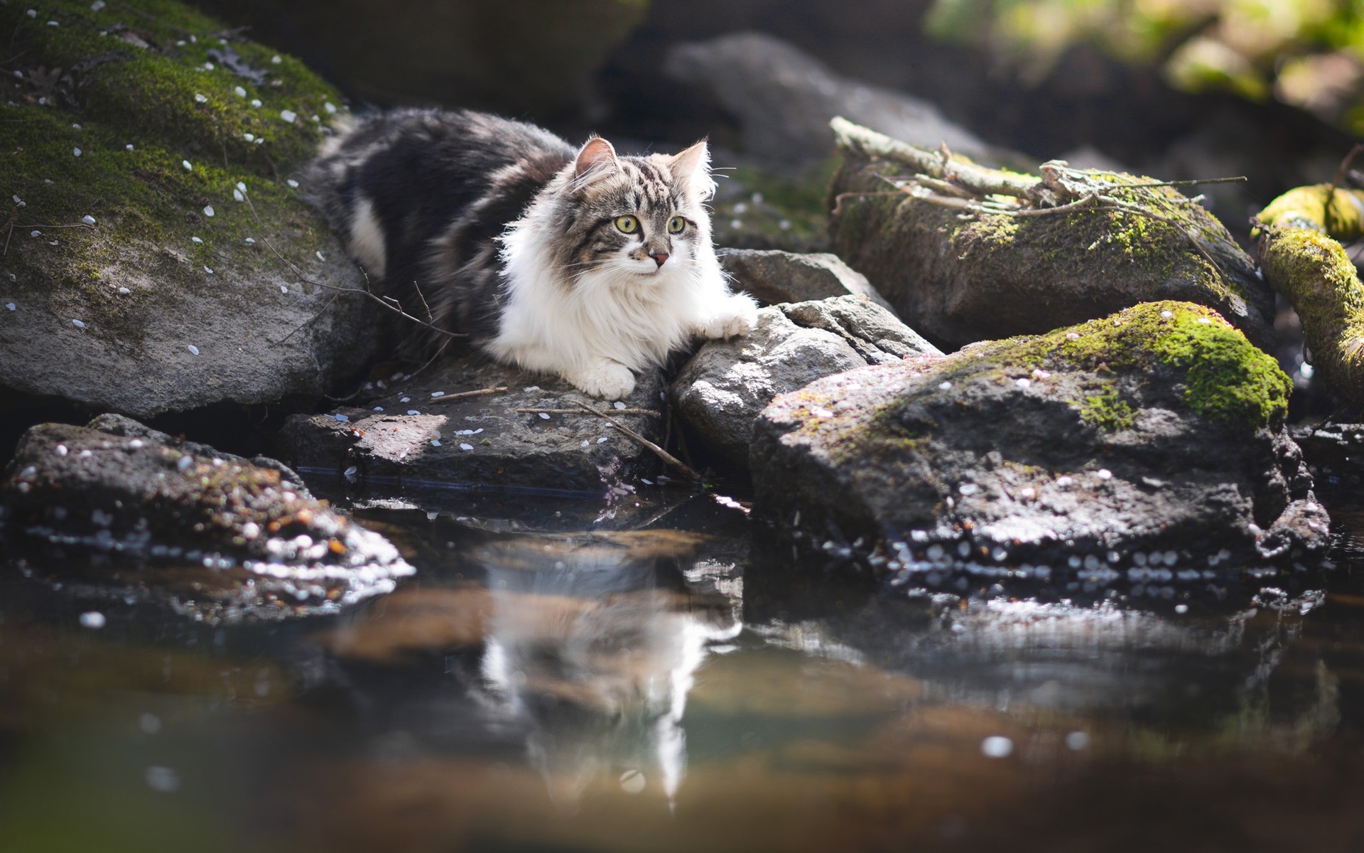 Wallpaper Cat Stones Water HD Picture Image