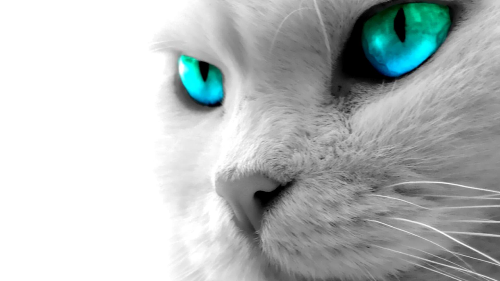 Cat Blue Eyes High Definition Wallpaper Full HD