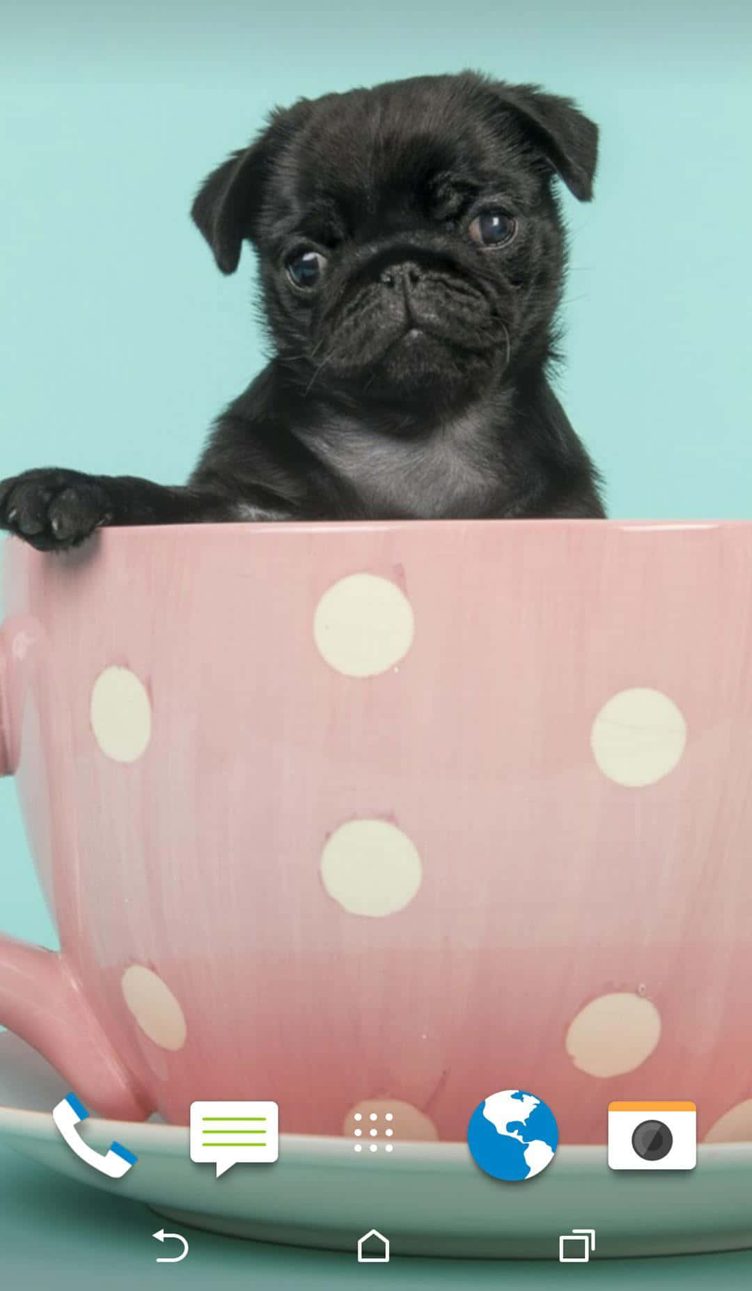 Pink Puppies Wallpaper
