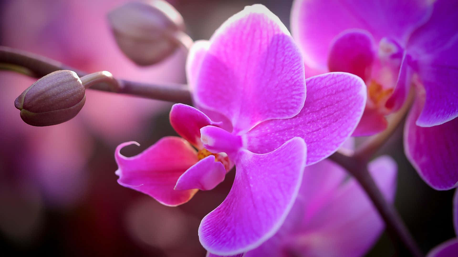 Vibrant Orchid Blooms Wallpaper
