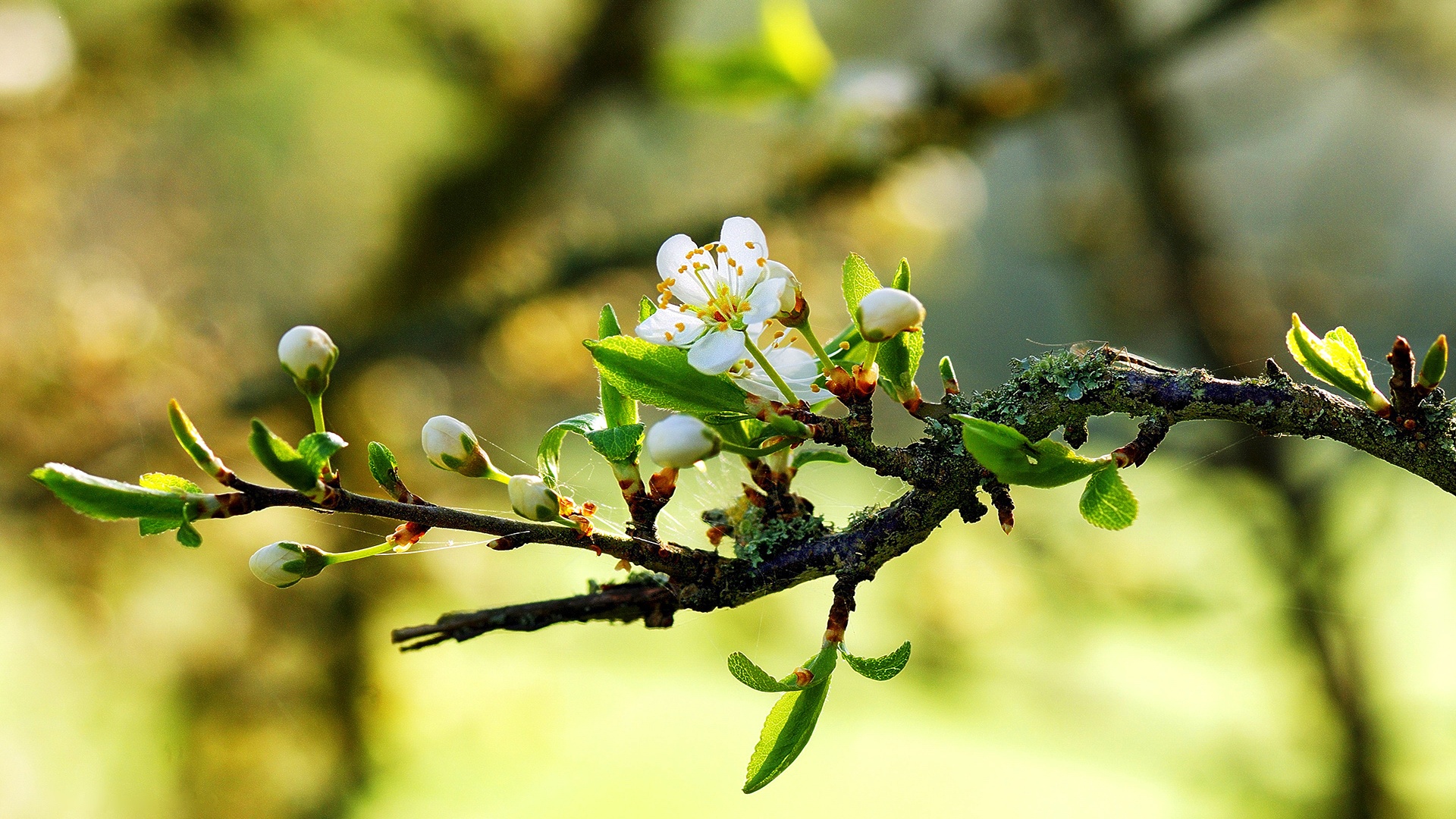 Spring Wallpaper
