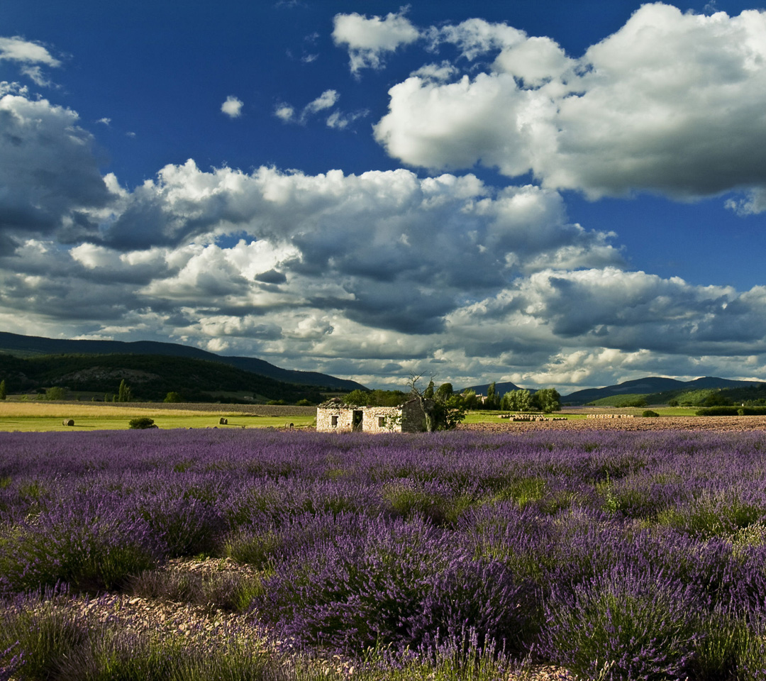 Lavender Farm Screensaver Wallpaper