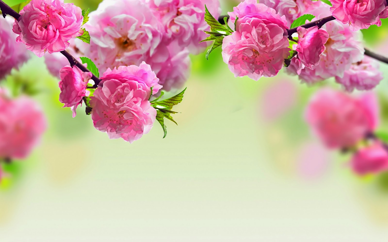 Spring Background Flowers HD