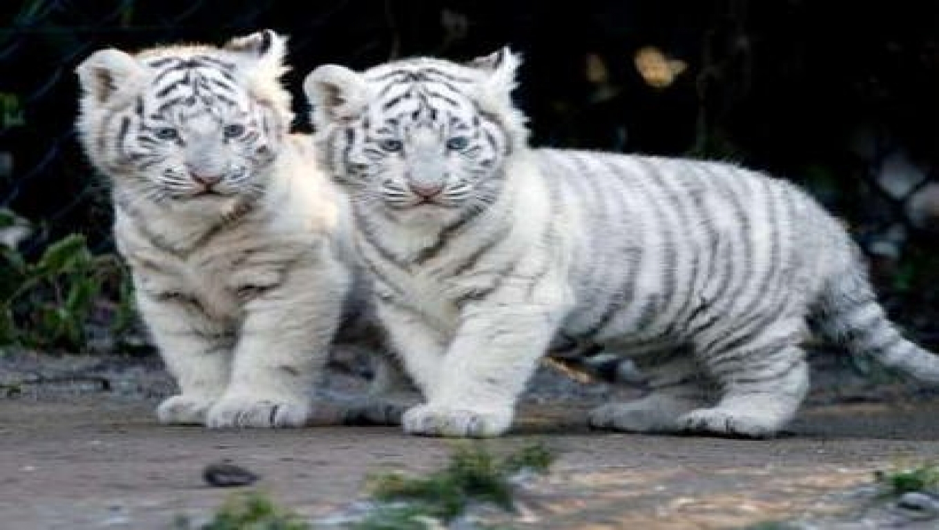 TIGER WALLPAPERS White Tiger Cub Wallpapers 1360x768