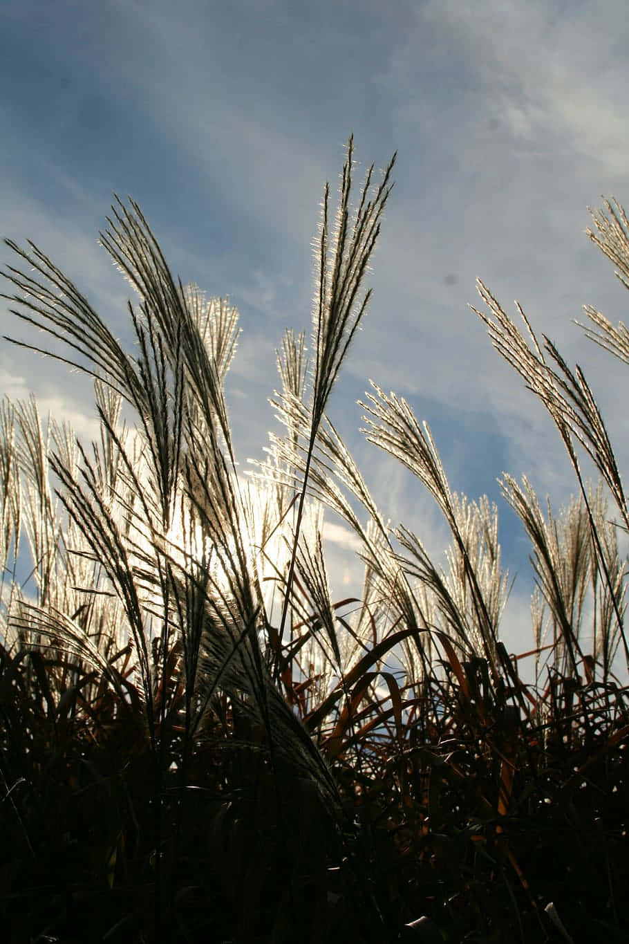 Pampas Grass Background Wallpaper