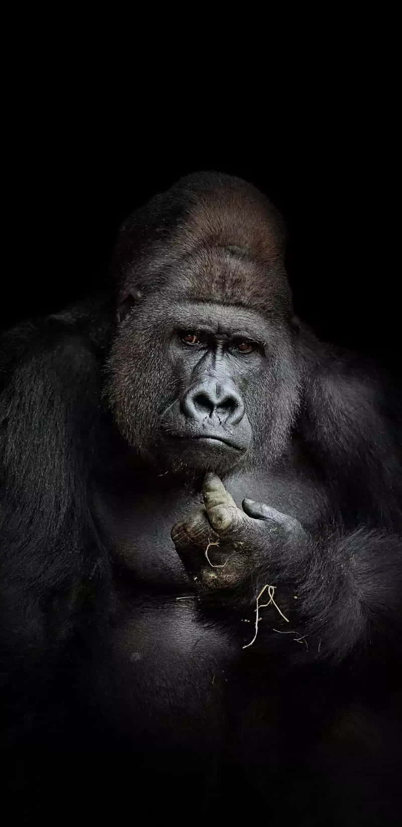 iPhone Xs Gorilla Background Wallpaper