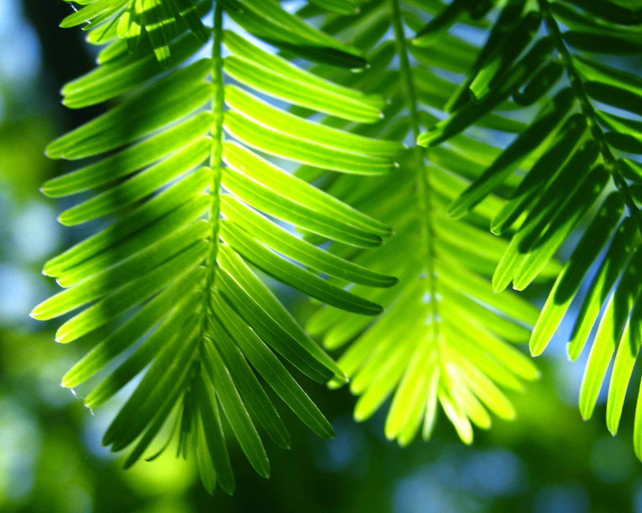 Wallpaper Green Leaves Tropical Jpg HD