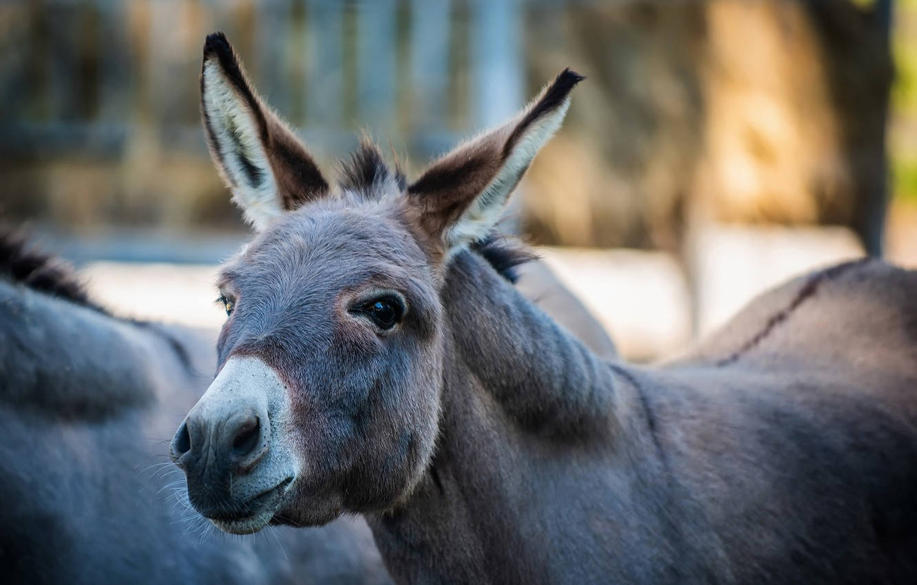 Donkey Wallpaper