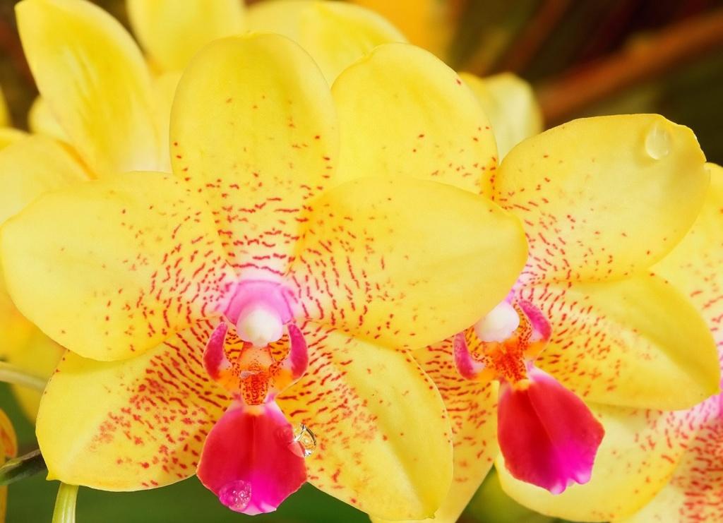 Growing Orchids under Fluorescent Lights