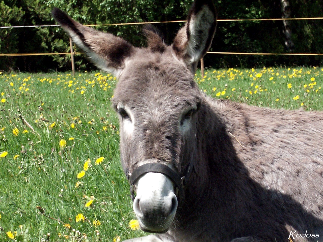 Donkey Wallpaper