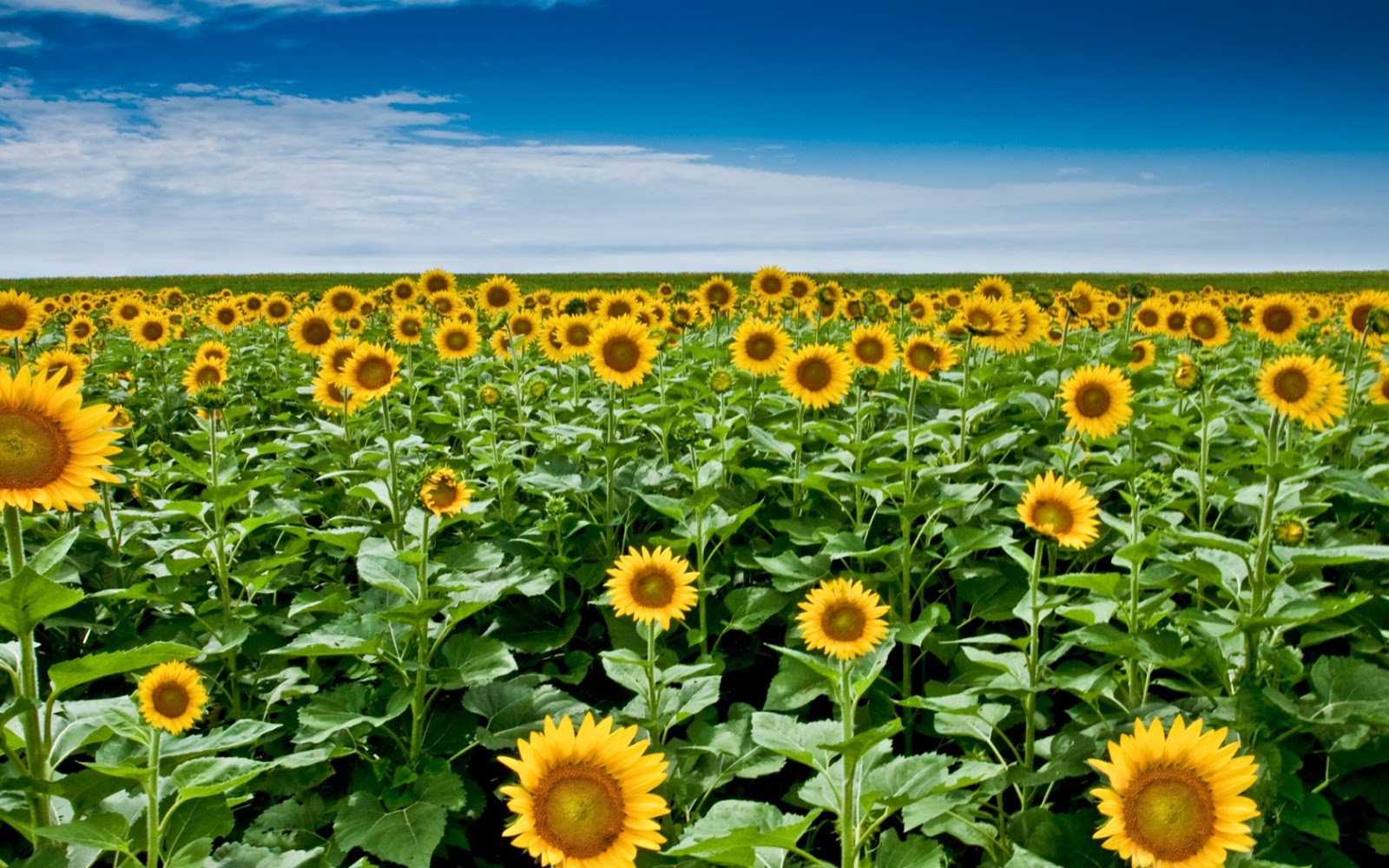 Sunflower Wallpaper Desktop Mobile