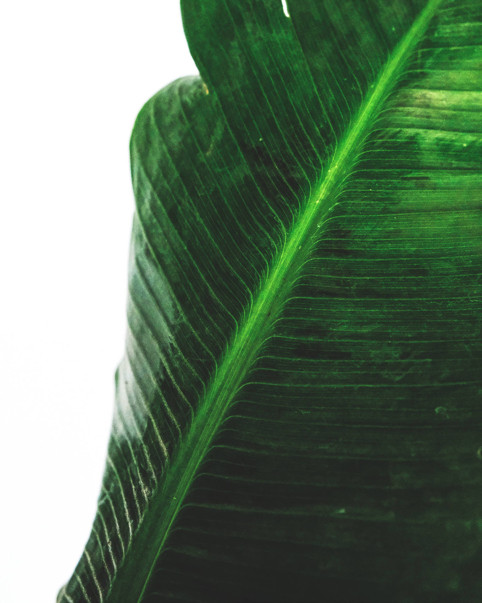 Banana Leaf Wallpaper