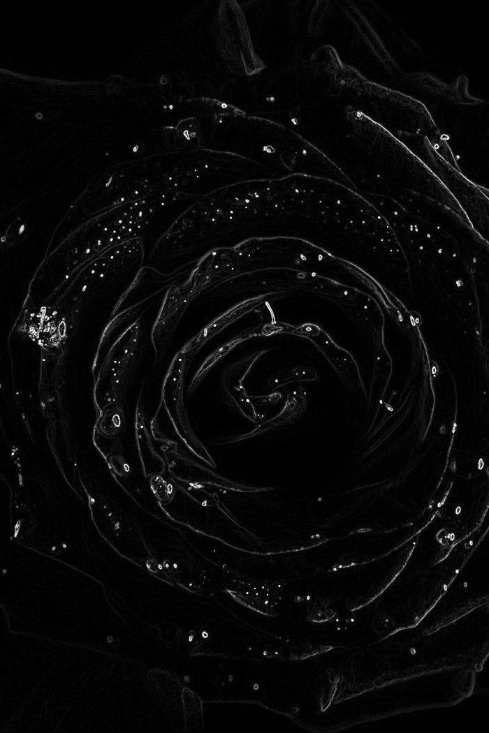 Top Black Rose iPhone Wallpaper Full HD 4k To Use