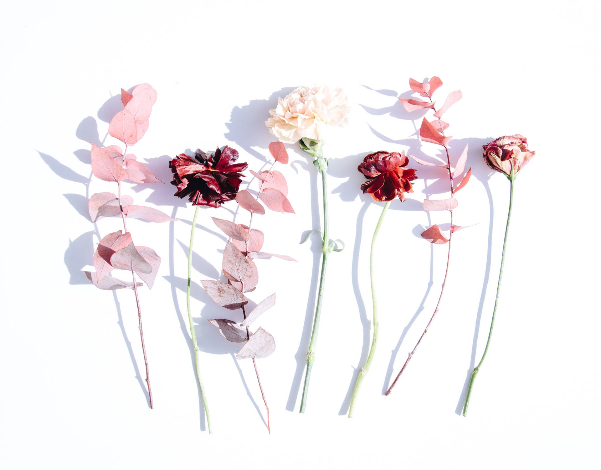 A Minimalist Flower Laptop Wallpaper