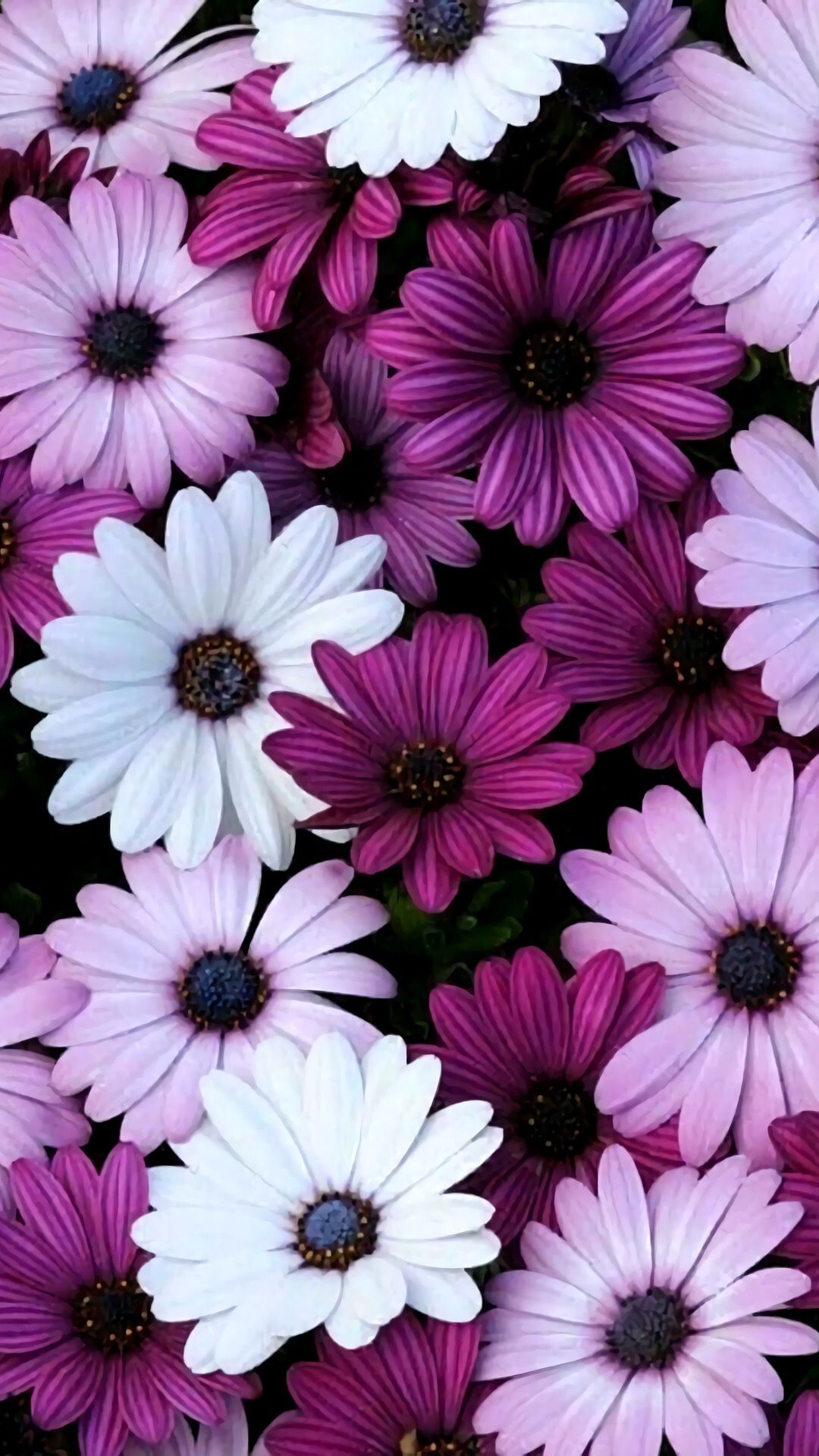 Michelle Carney On Flowers Aplenty Wallpaper