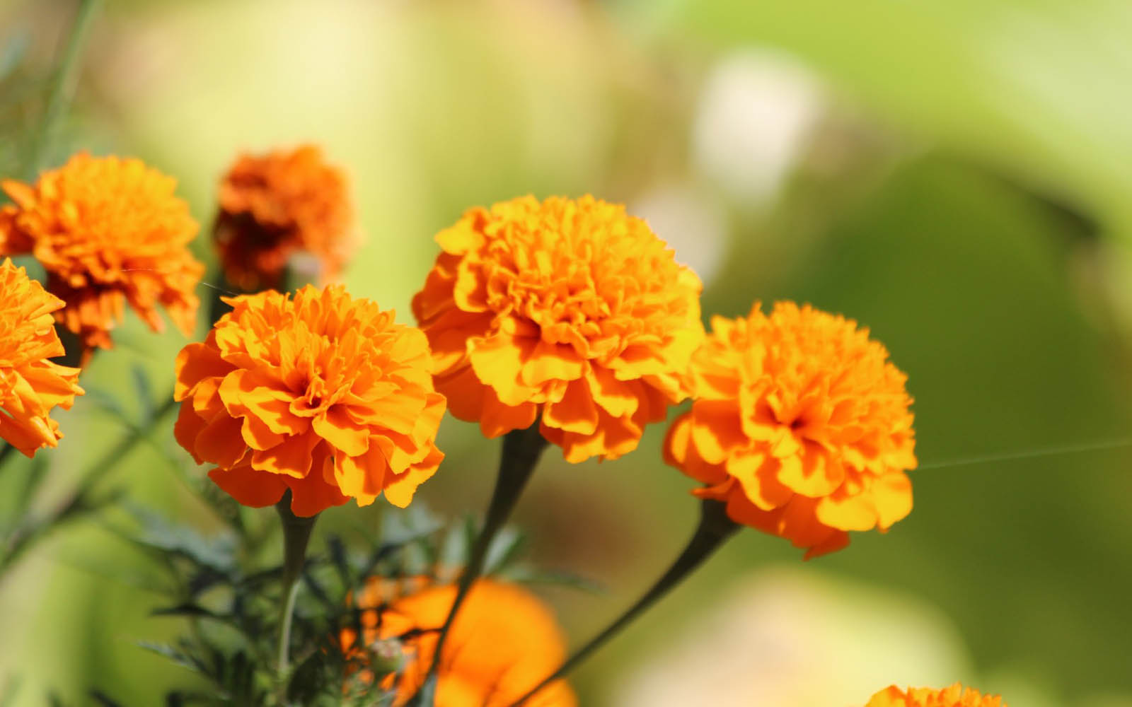 Wallpaper Marigold Flowers