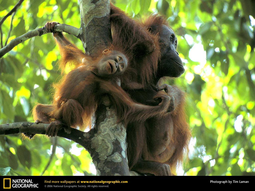 Orangutan Picture Desktop Wallpaper