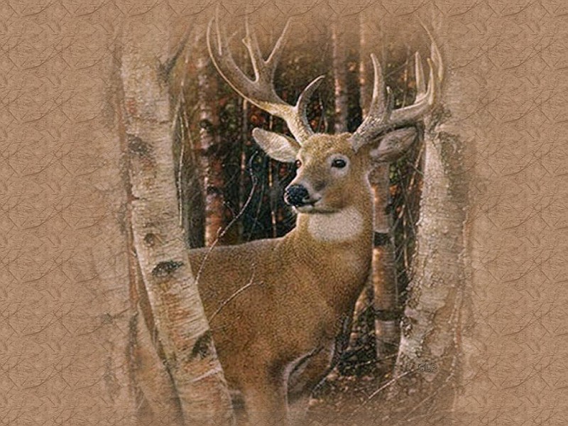 Image Gallery For Big Deer Wallpaper