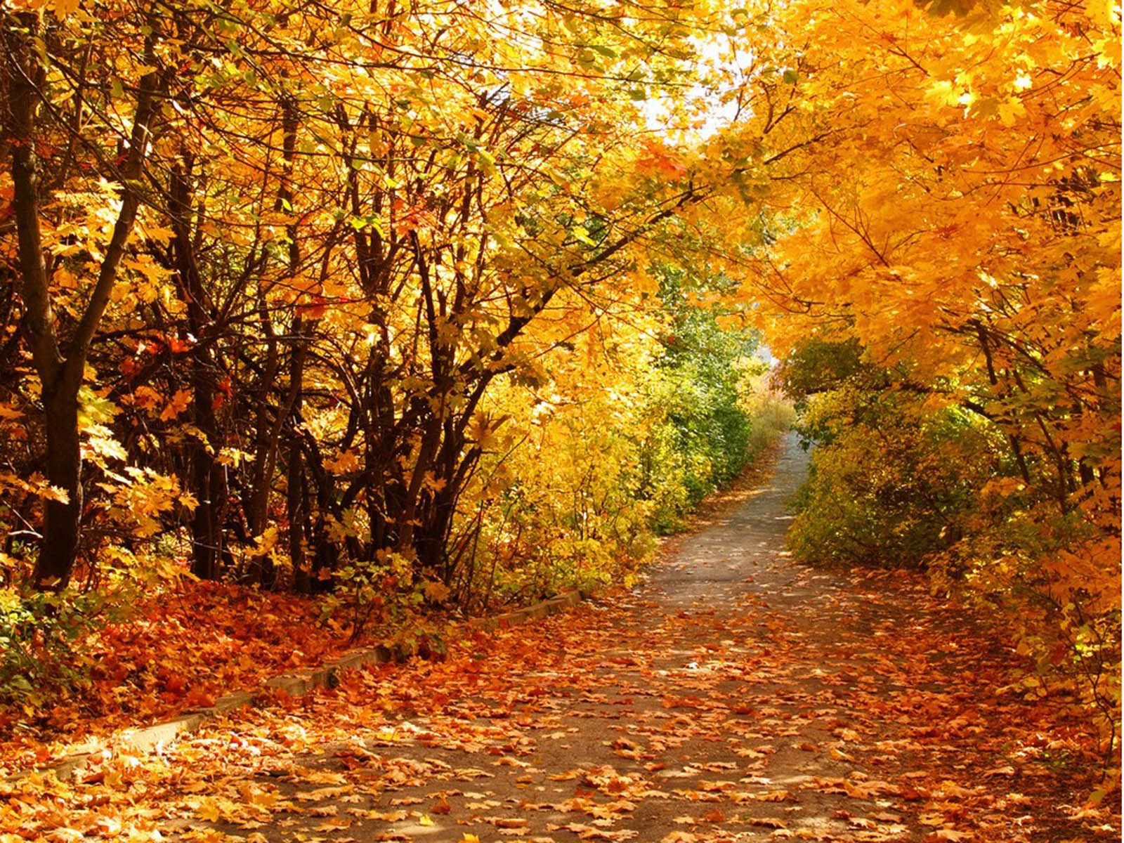 A picturesque autumn path covered in fallen leaves, surrounded by vibrant golden trees