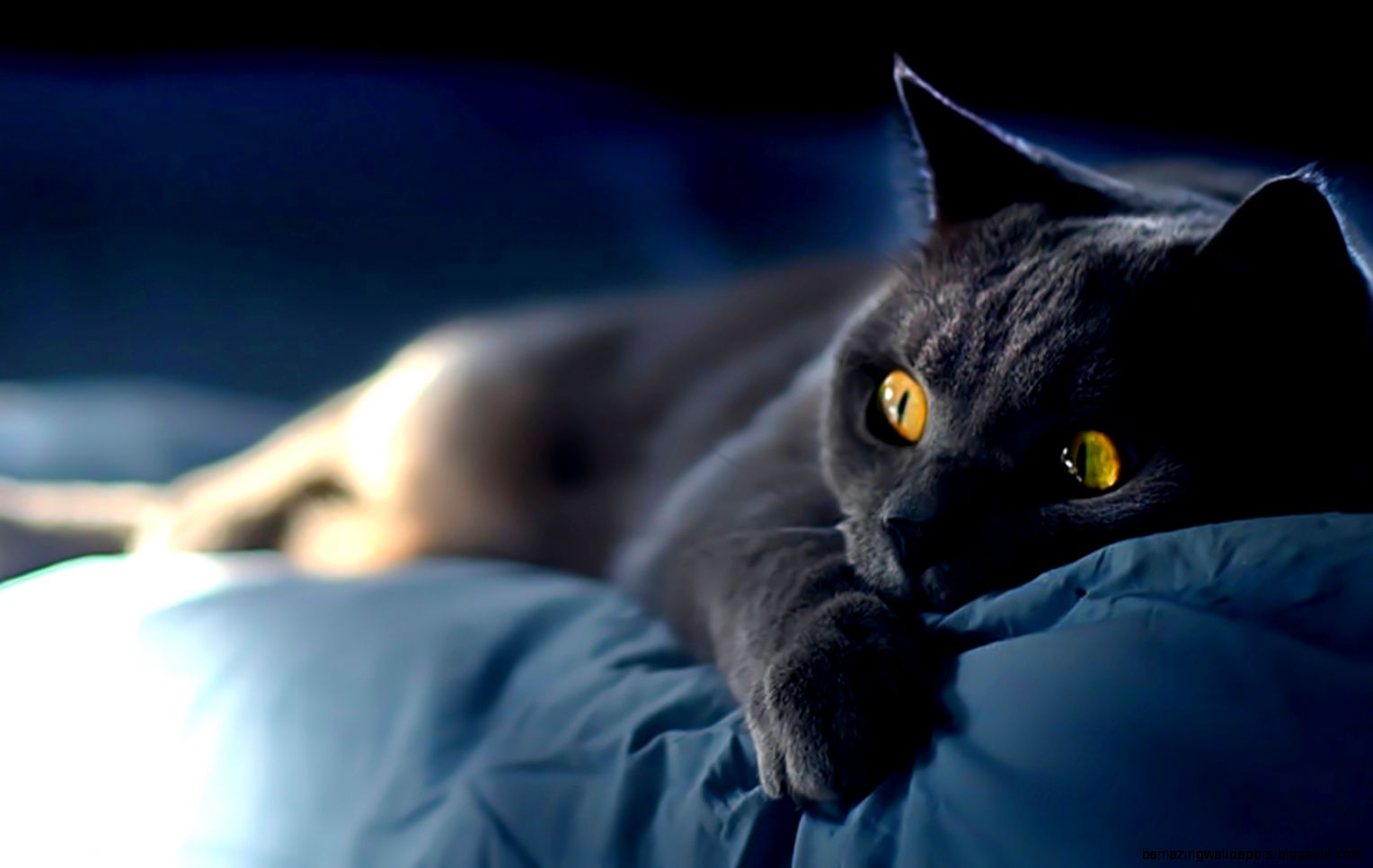 Siamese Cat Desktop Wallpaper And Photosnew