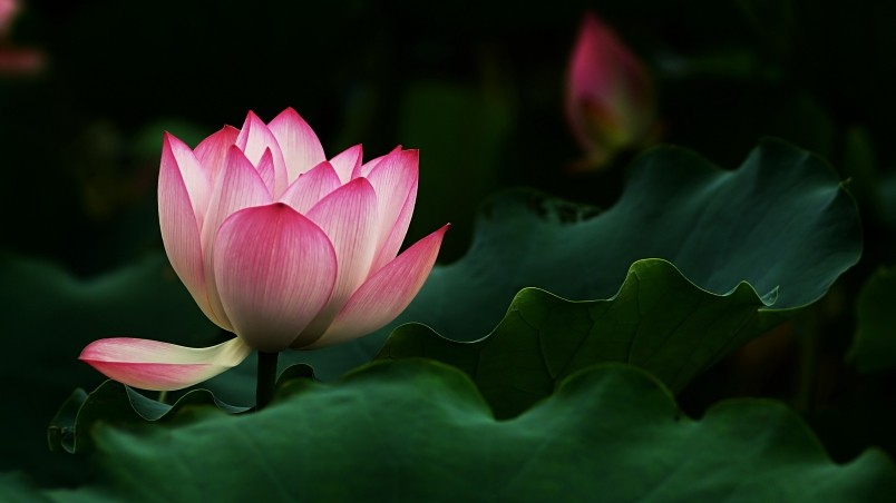 Beautiful Lotus Flower HD Wallpaper Wallpaperfx