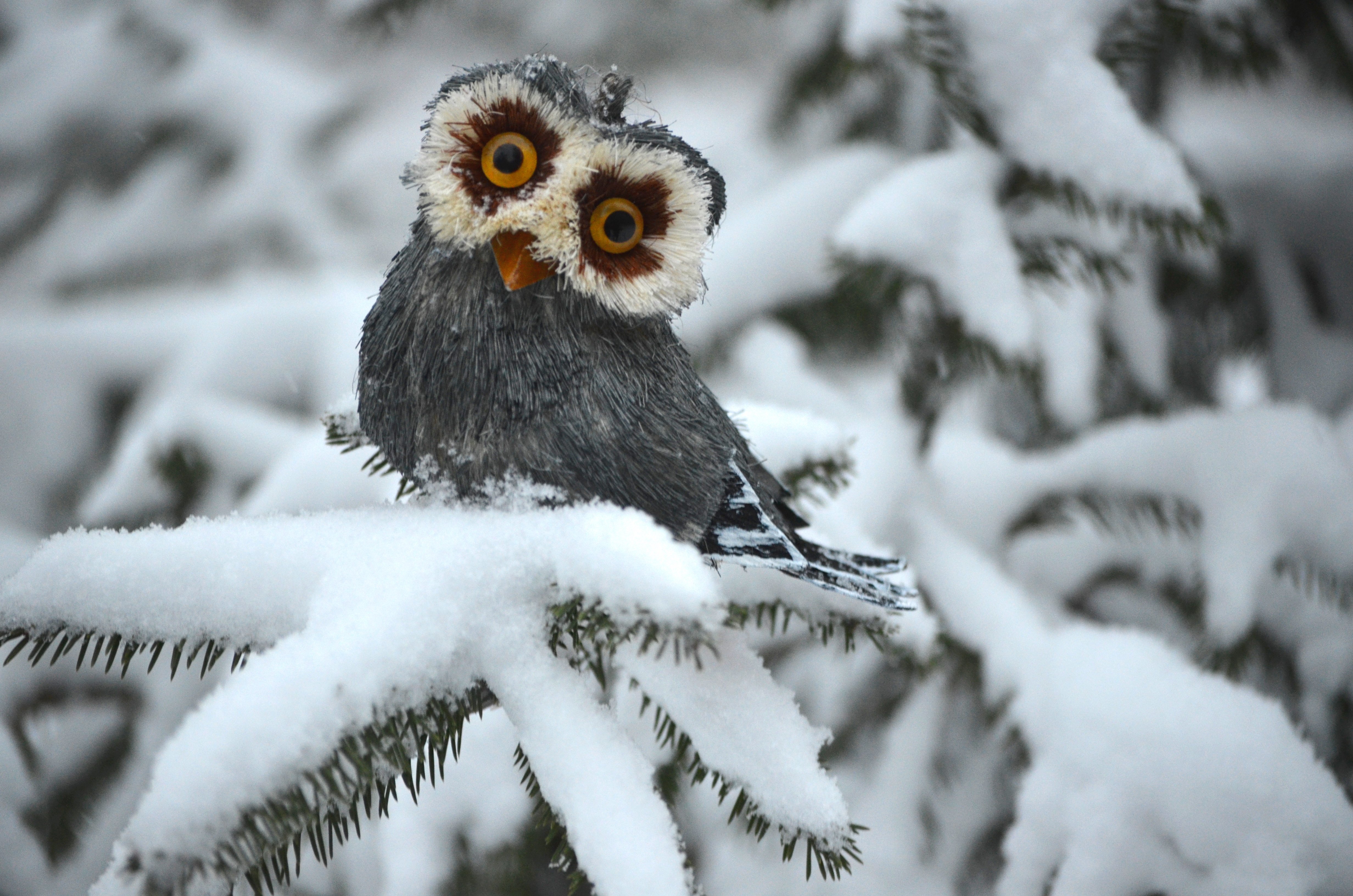 Owl White Winter Spruce Wallpaper
