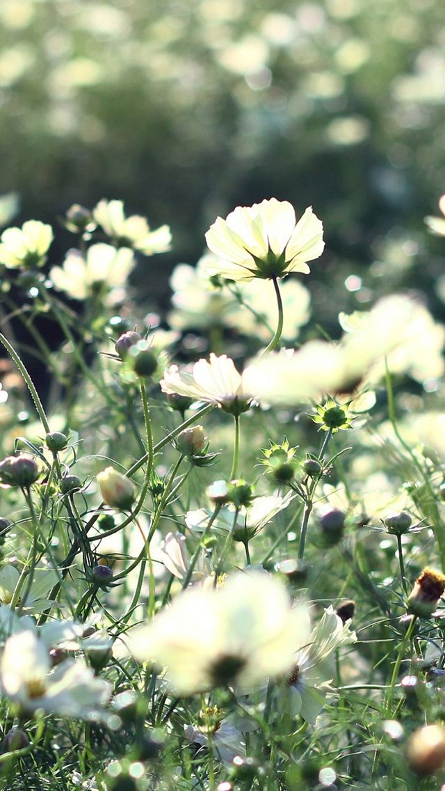 Cosmos Flowers Campo De Grama iPhone 5s Wallpaper Nature