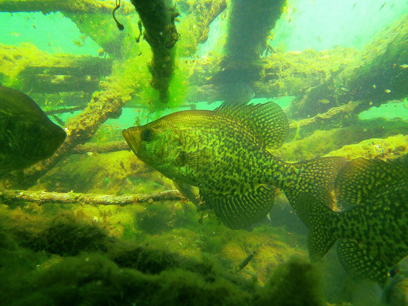 Crappie Photo And Wallpaper Cute Pictures
