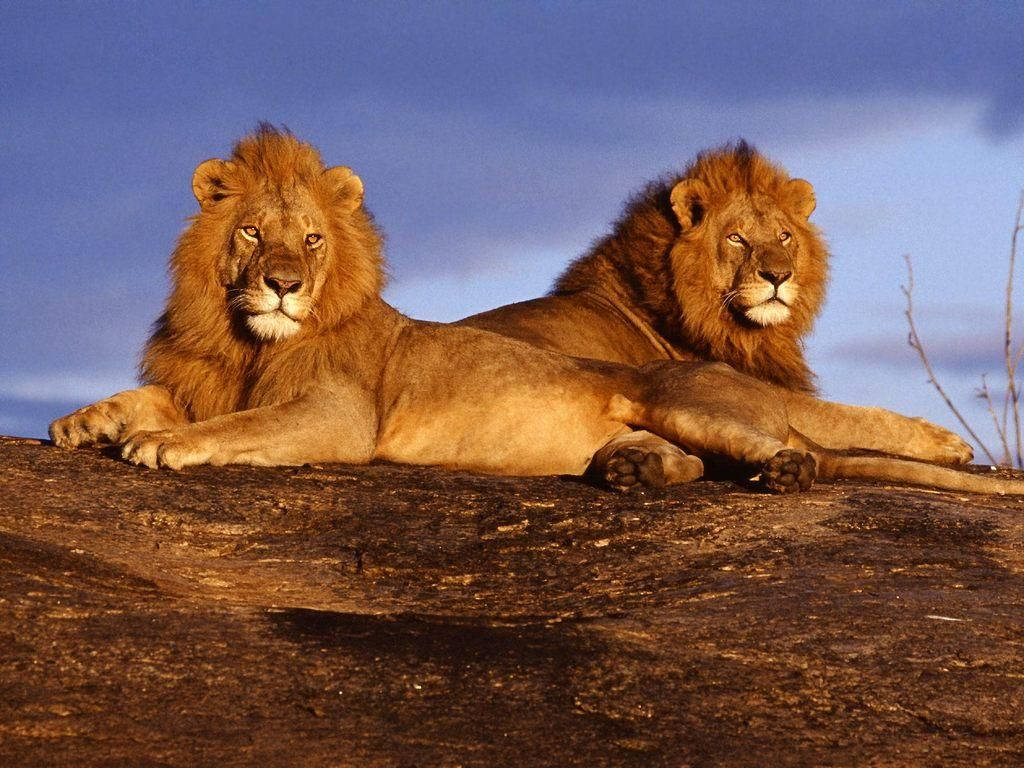 Animal Planet Wallpaper