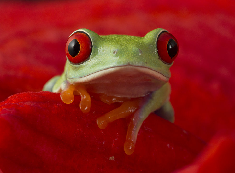 Cute Red Eyed Tree Frog By Angiwallace
