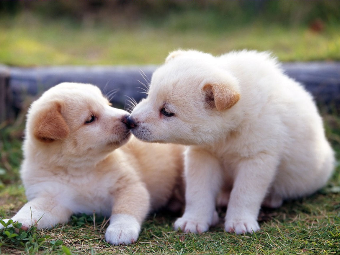 Cute Funny Puppies Wallpapers Kitten And Puppy