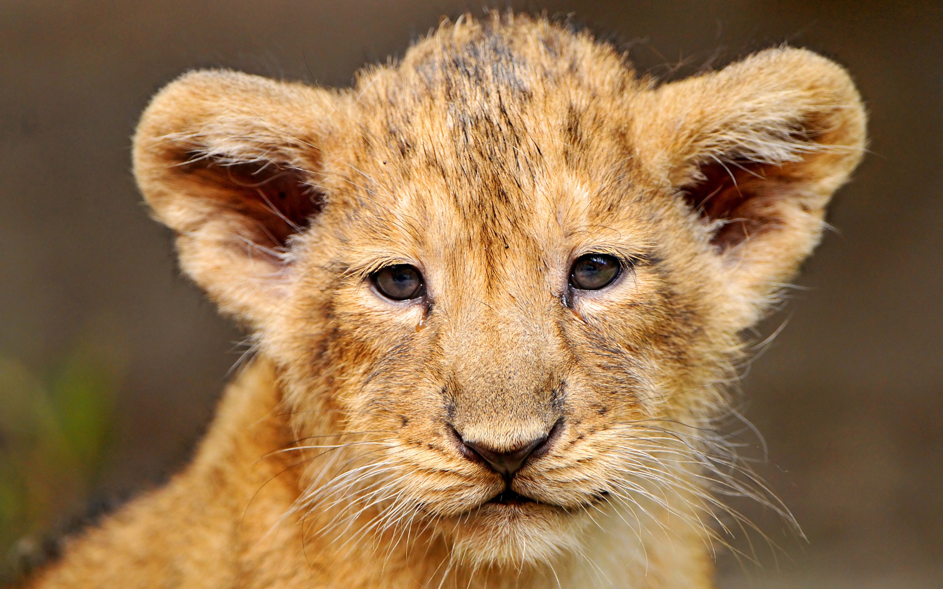 Portrait Of A Lion Cub Wallpaper