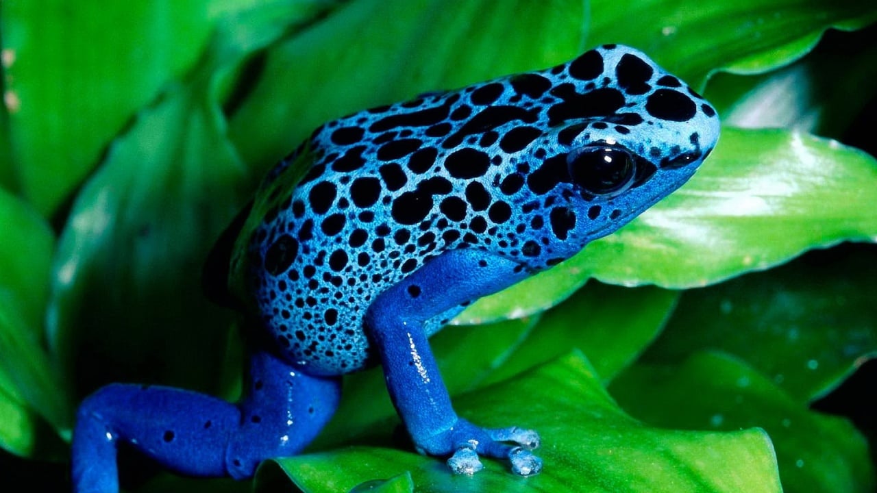 Blue frog Cute wallpapers 1280x720
