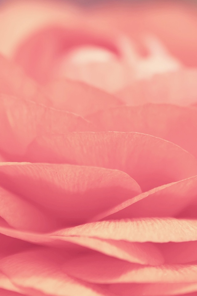 Pink Flower Simply Beautiful iPhone Wallpaper