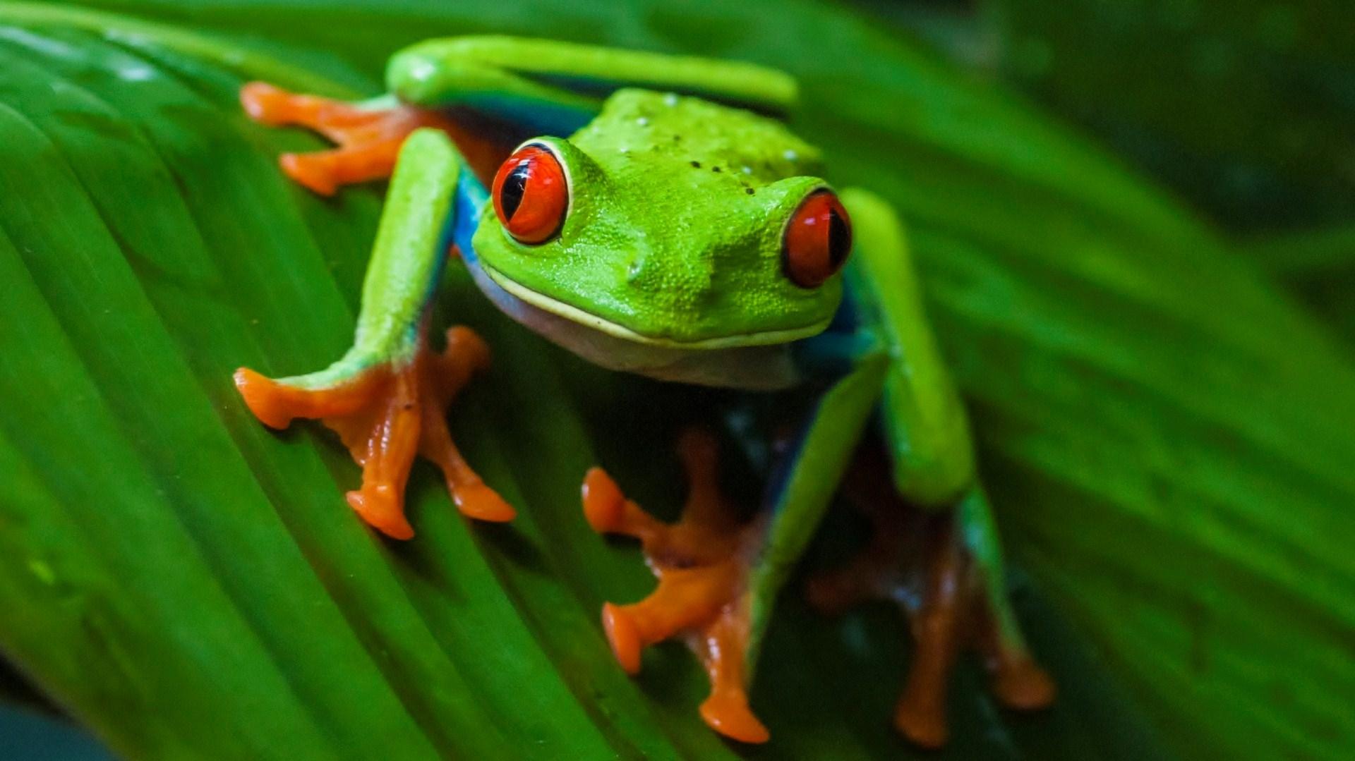 527403 1920x1080 free desktop backgrounds for red eyed tree frog