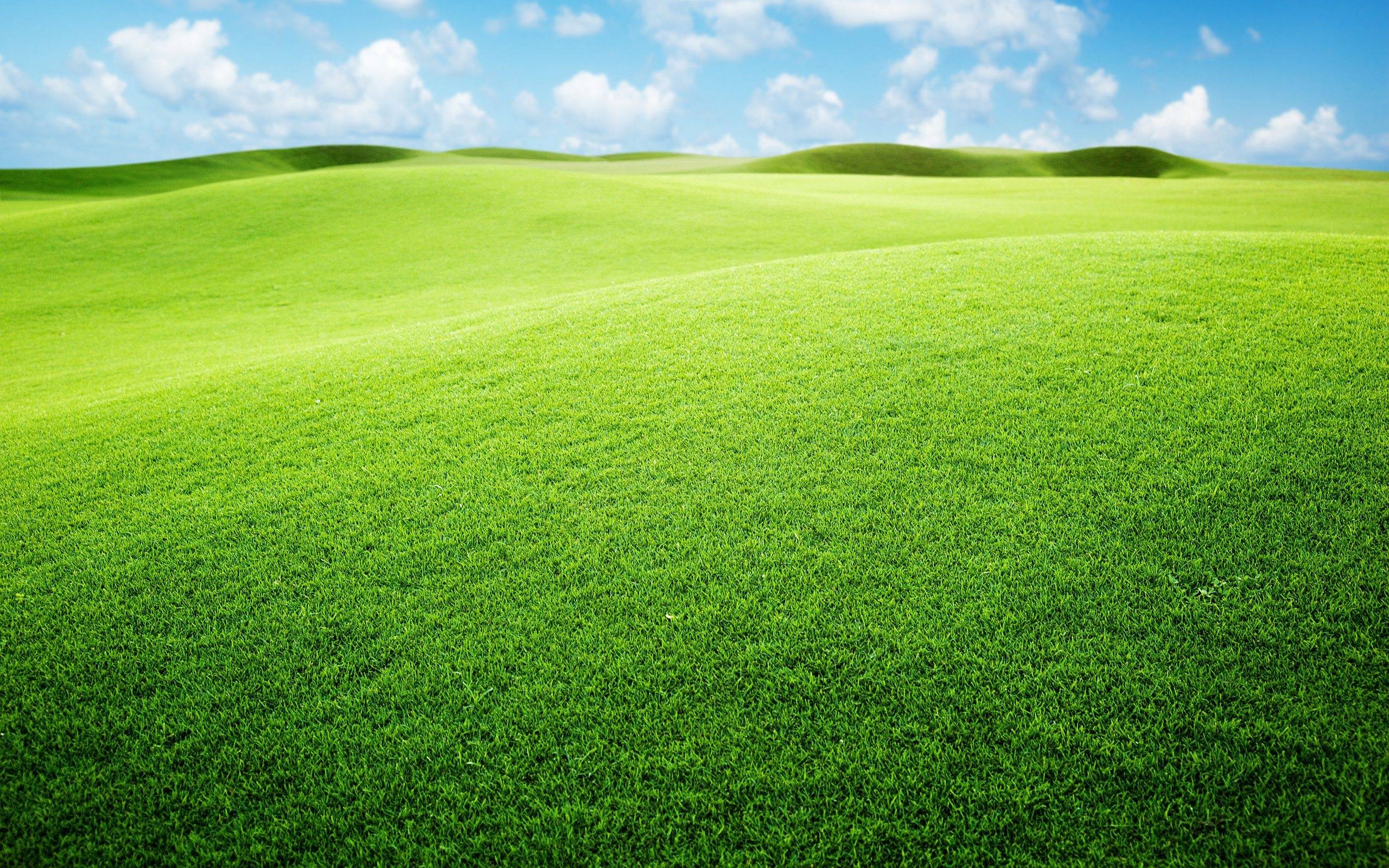 Grassland Background