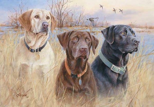 Back Gallery For Duck Hunting Dog Wallpaper