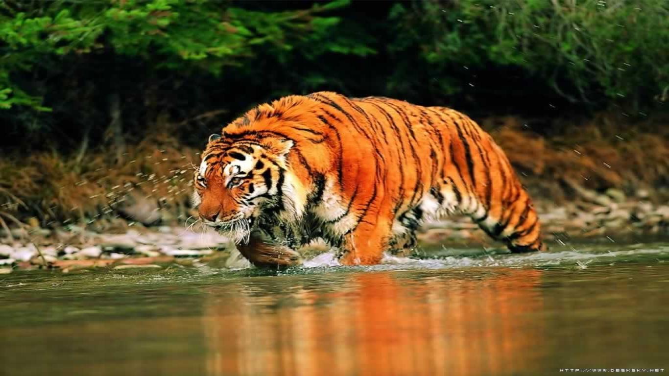 Wallpaper Tiger Pictures Dowload