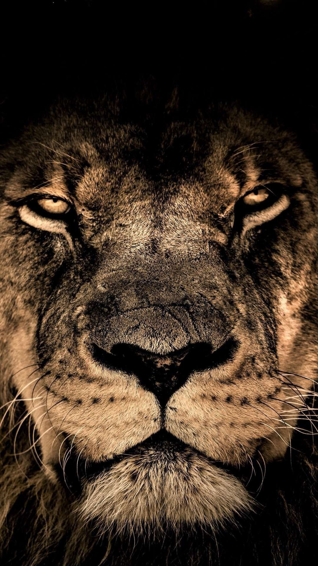 Lion Samsung Wallpaper On