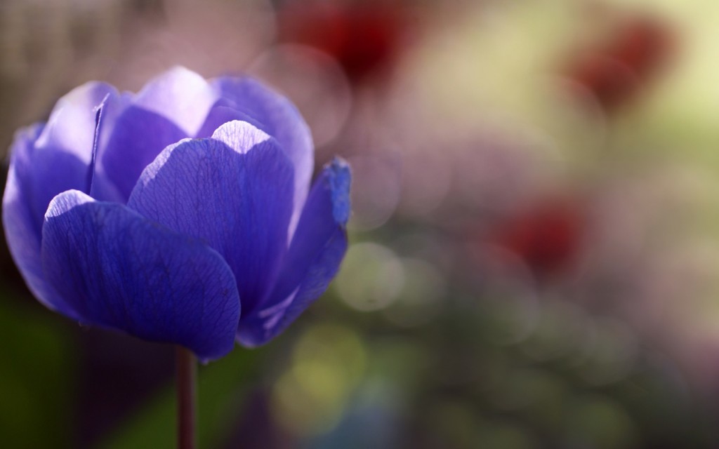 Blue Flower Close Up HD Wallpaper